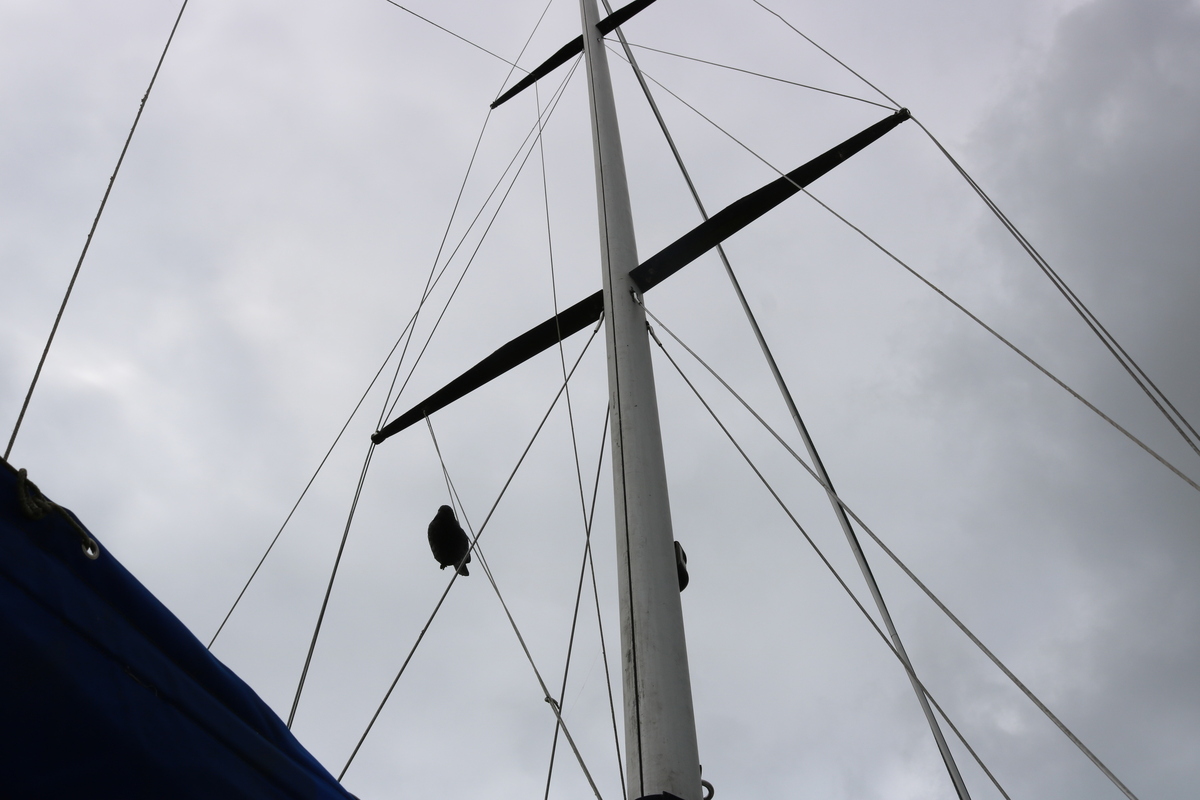 Zeilboot Cal 31 - Foto 7
